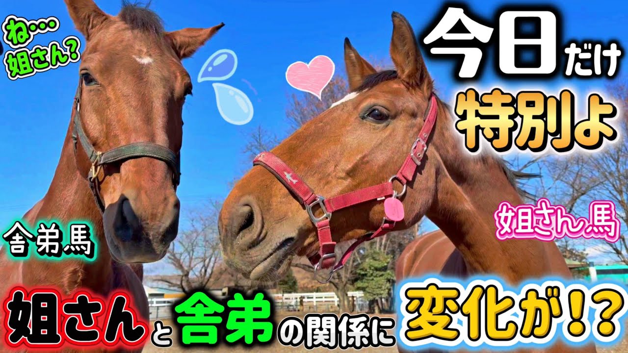 舎弟馬ジプちゃんに春が！？普段はちょっと厳しいけど大好きな姐さん馬ピエちゃんが…放牧中に突然、顔をグイッと寄せて来て…。【ツルマルボーイ様のシモベ】