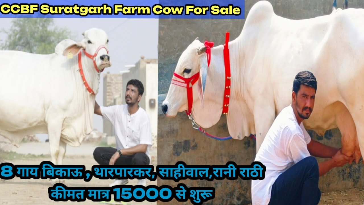 आज खरीदो CCBF Suratgarh Farm के 🏆 चैंपियन 🏆 Bull 7237 की थारपारकर गाय!! 8 Dasi Breed Cows For Sale