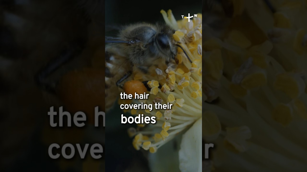 🐝 How do Bee Farmers Collect Pollen from Bees? #shorts