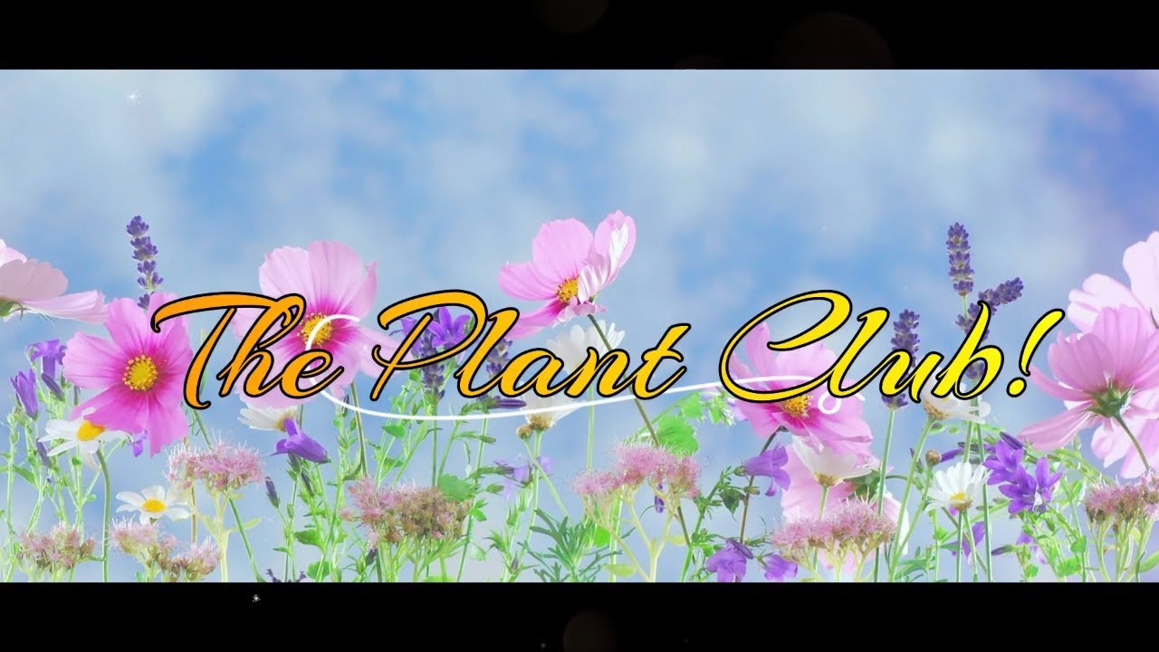 The Plant Club (Guzmania) May 2019!