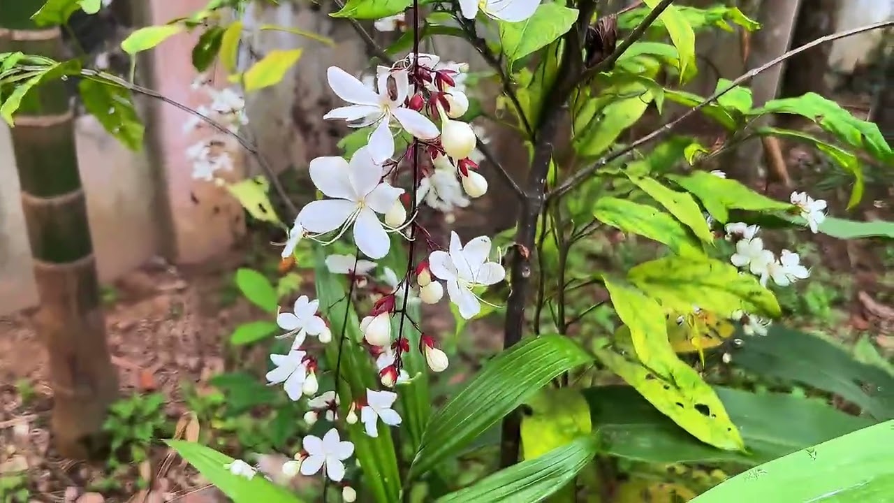 Hoa trong vườn nhà 💕💕💕