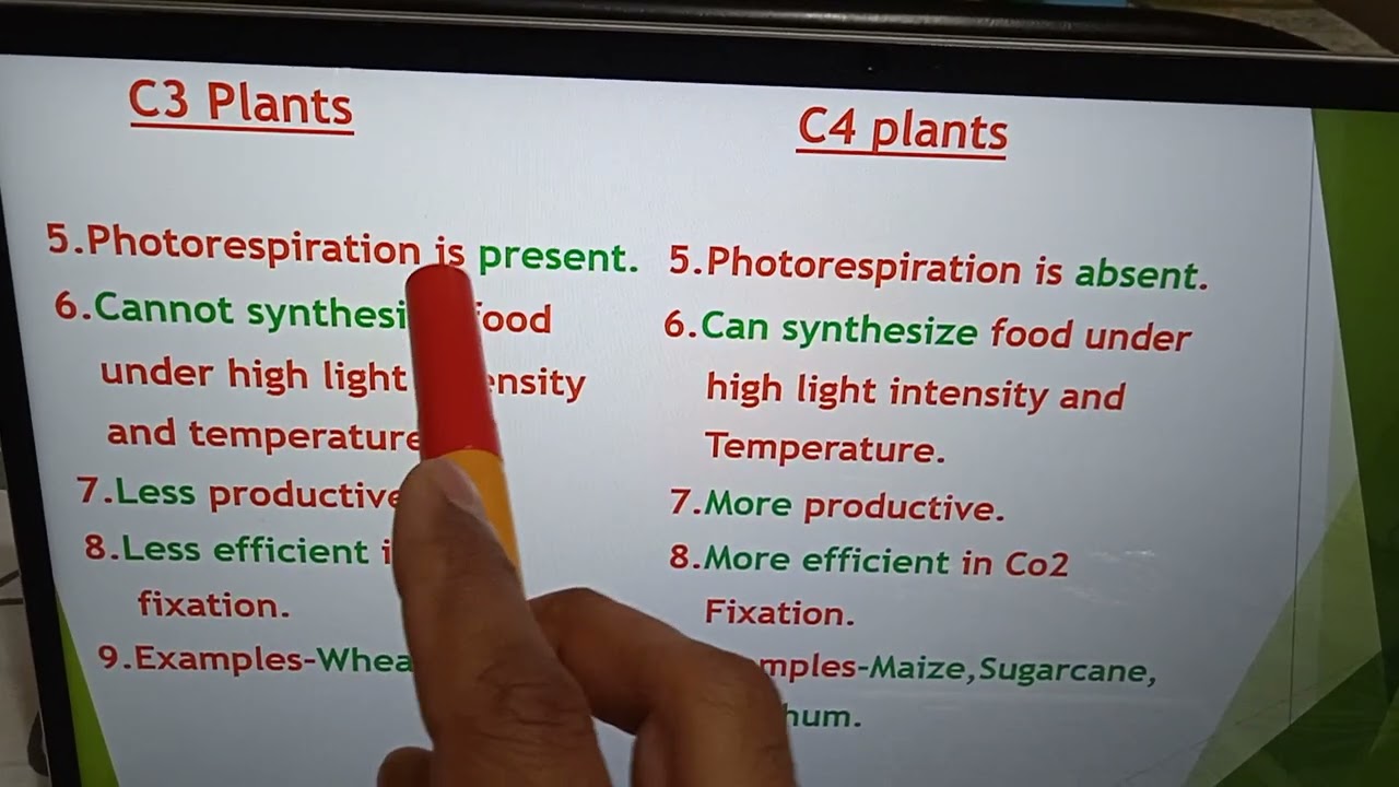 Comparison of C3 and C4 Plants