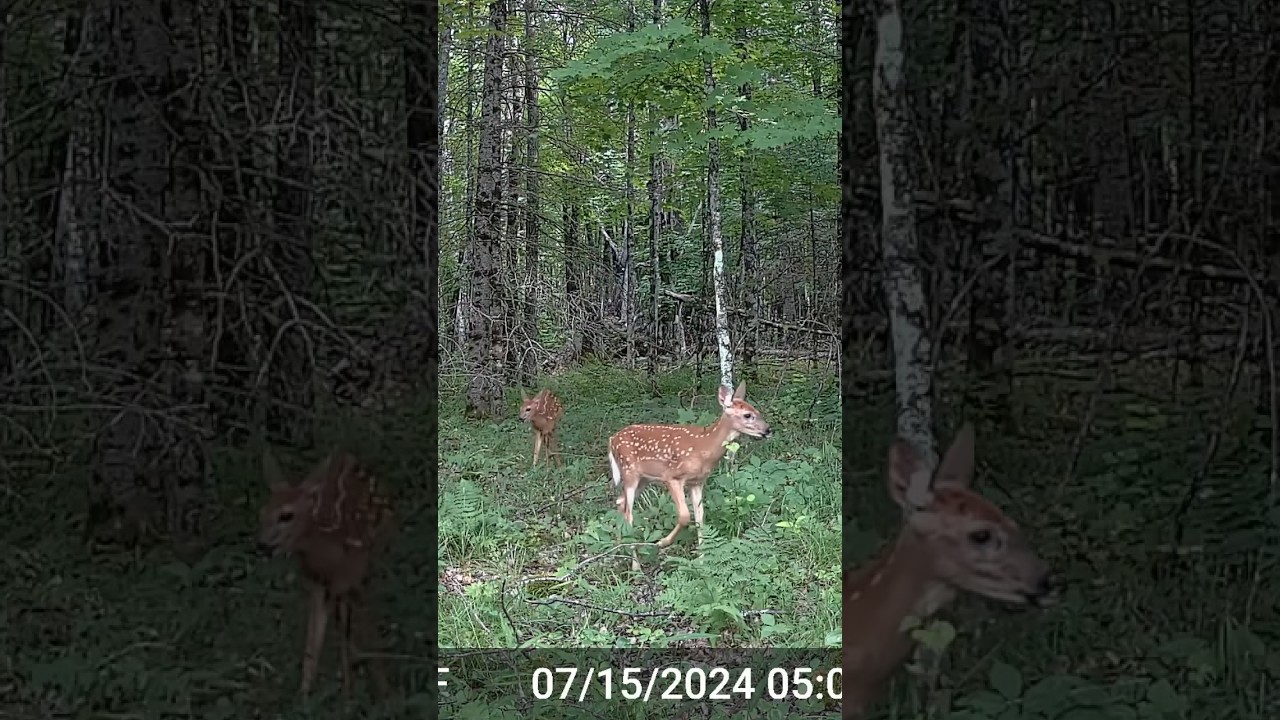 #fawns #whitetaildeer #nationalforest #wildlife #nature