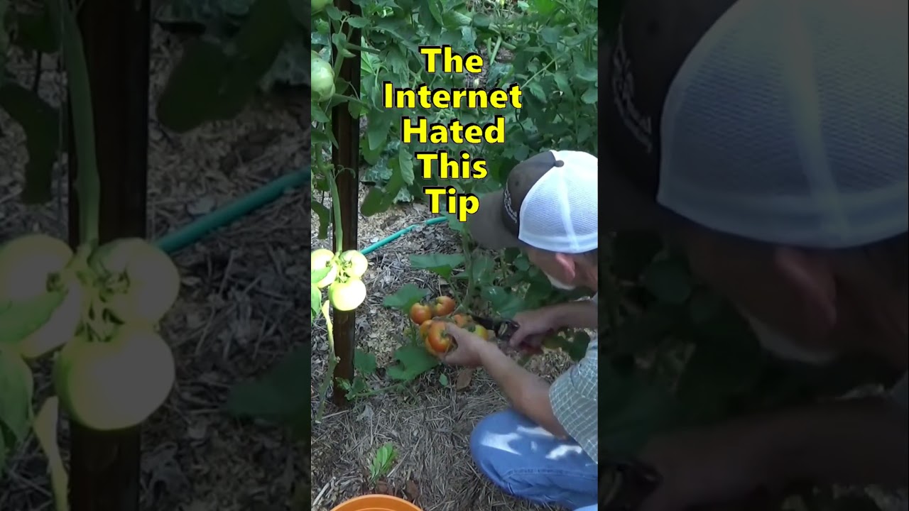Большинство садоводов не согласны с этим советом по выращиванию помидоров 🍅 #садоводство #сад #по...