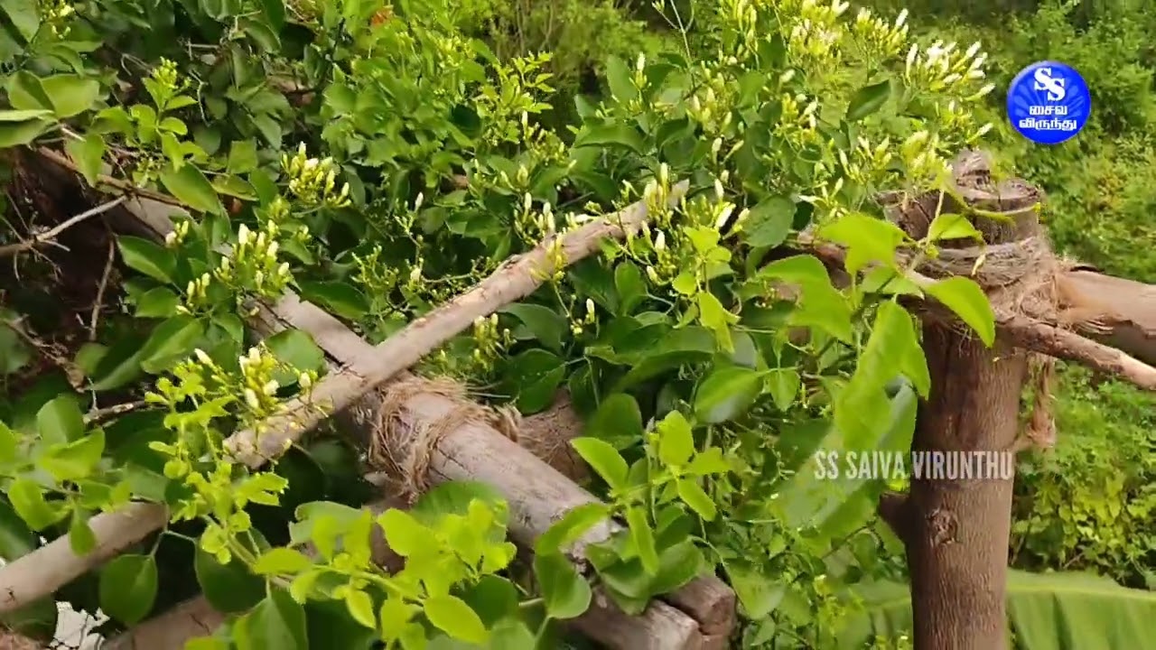 Mullai Kodi valarpu tips in Tamil | Gardening Ideas for home | முல்லை கொடி