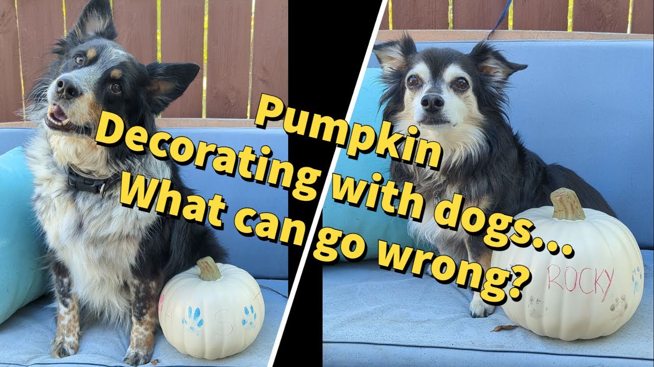3rd Annual l Pumpkin Decorating l Collaboration