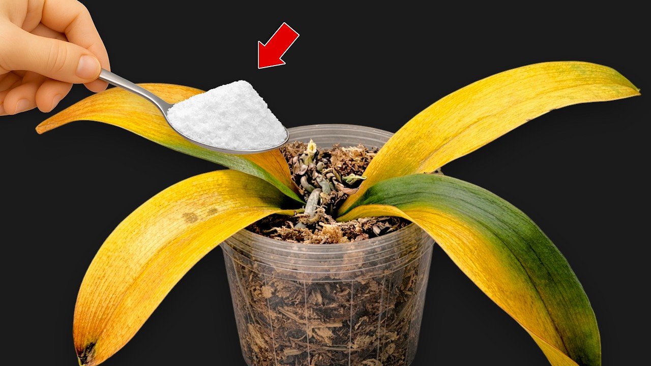🌸Всего одна ложка! И орхидея внезапно пускает новые корни и цветет круглый год.