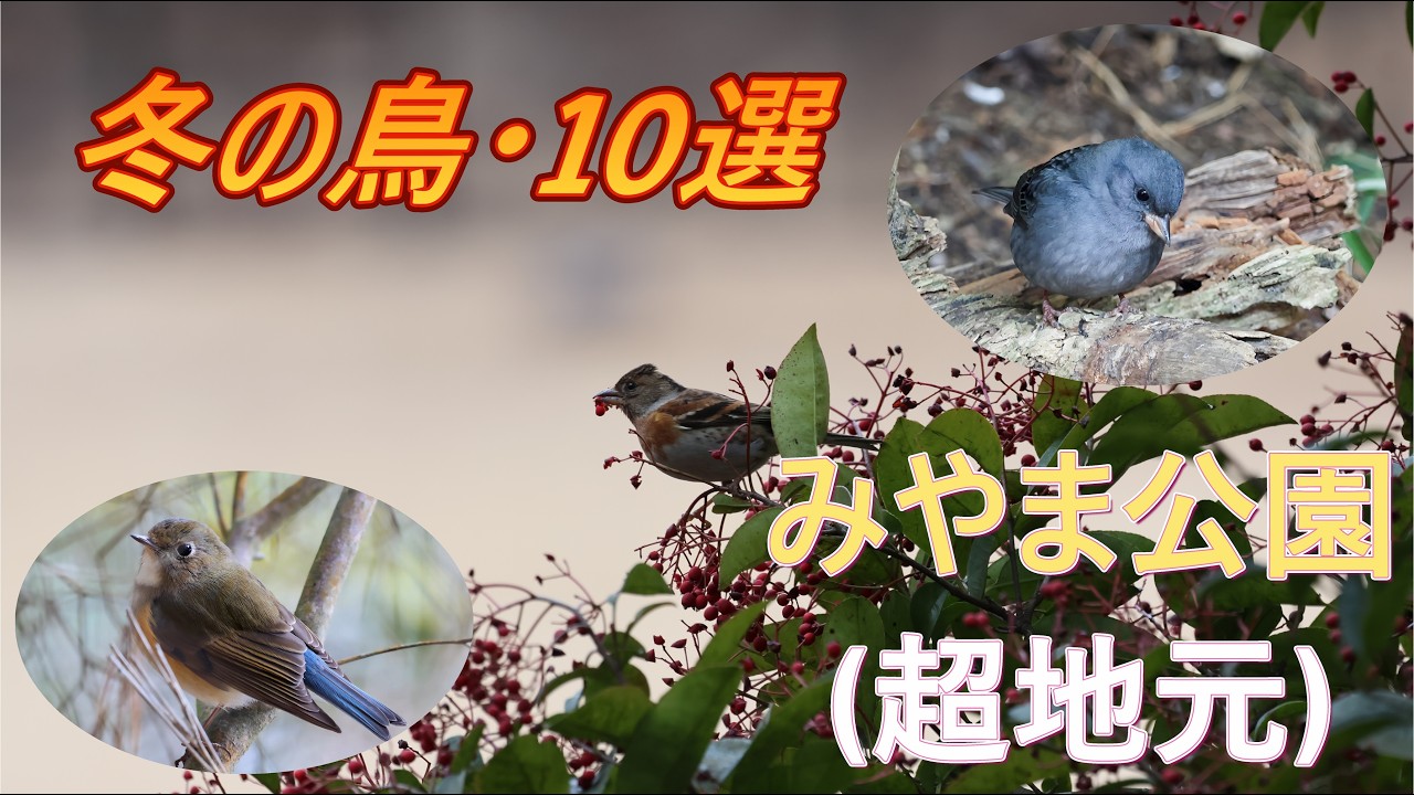 みやま公園　冬の鳥達　10選