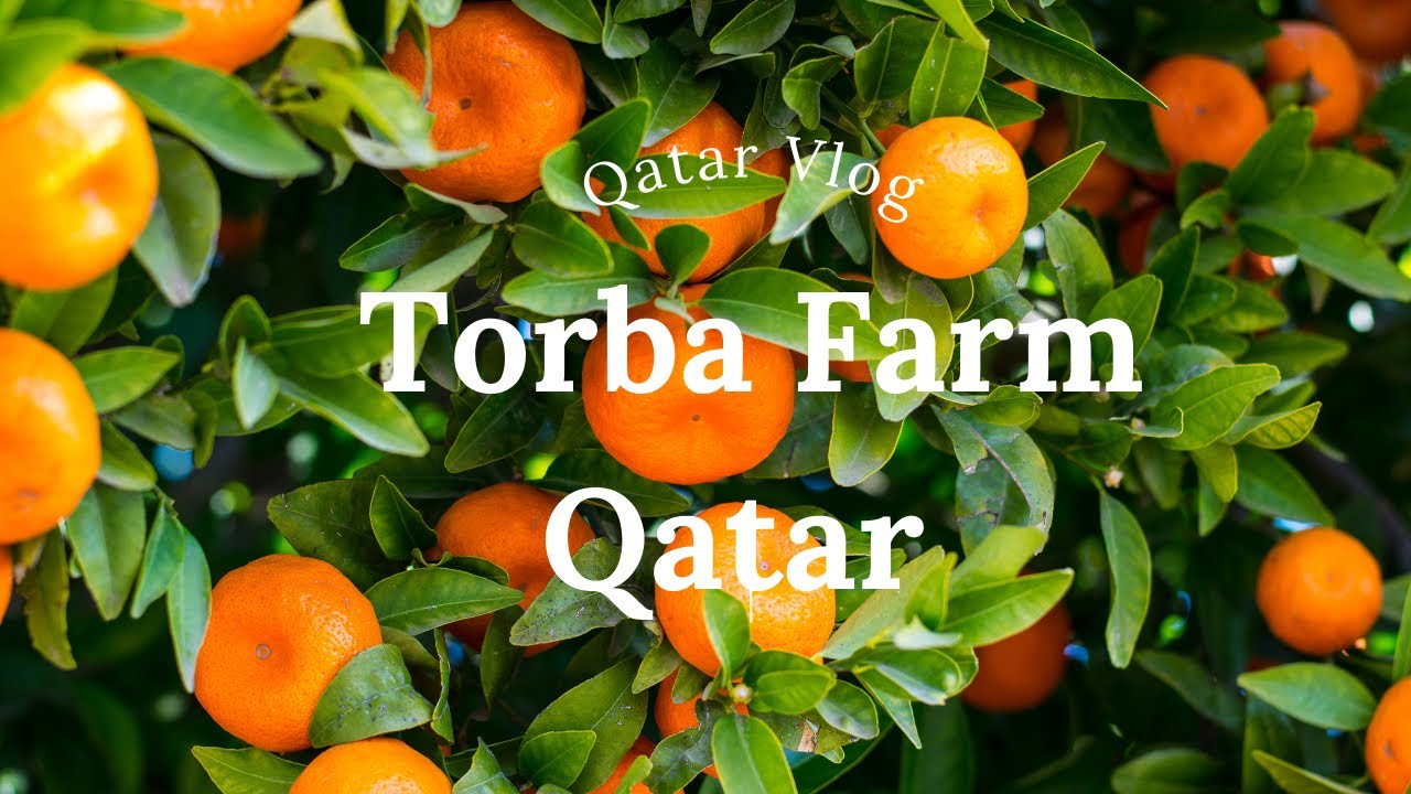 24 Hours on Torba Farms in Qatar Will Leave You Speechless!@VisitQatar
