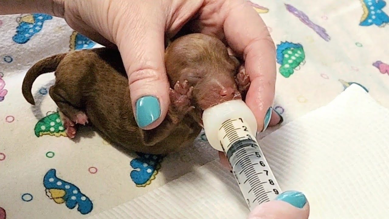 #1721 How To Bottlefeed Newborn Puppies