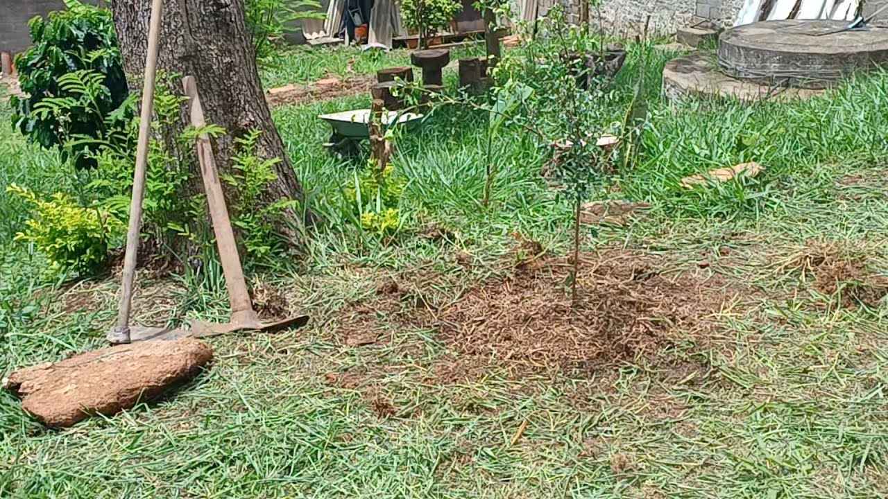 P (01) PASSANDO UNS DIAS NA CHACRINHA A LAZER E TRABALHO 