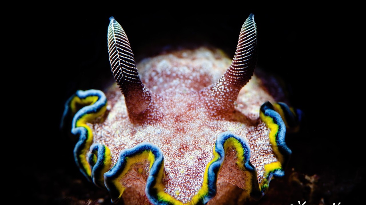 Facts: The Girdled Glossodoris