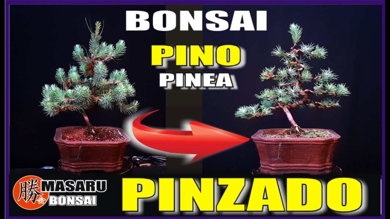 ⚠ BONSAI de PINO PINEA⚠ ✔ALAMBRADO✔ PODA Y DISEÑO!!!