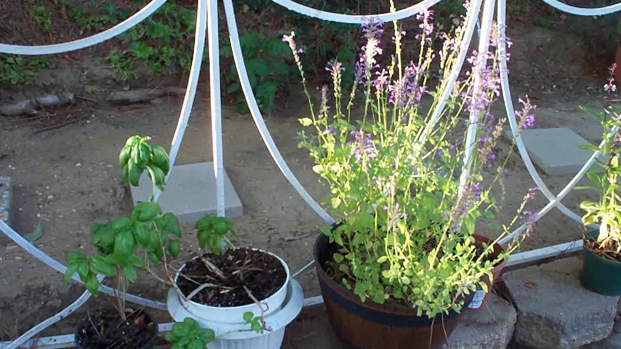 Agastache 'rose mint'