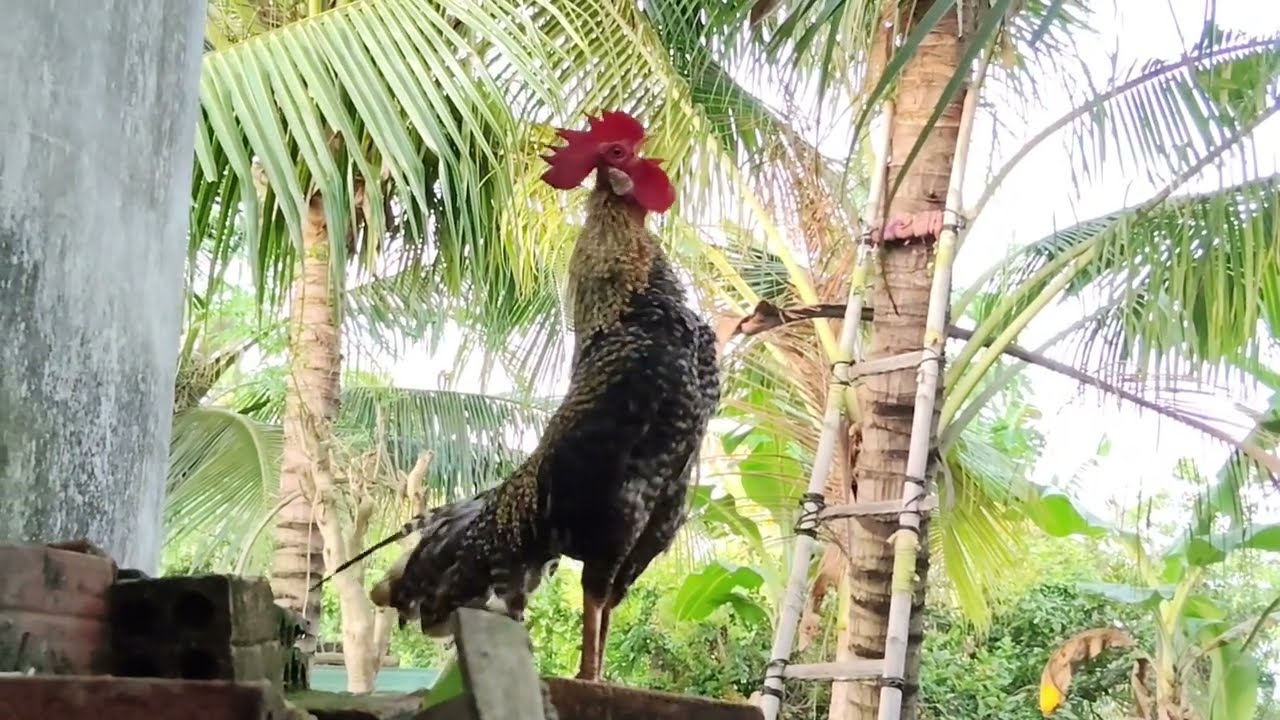 Tiếng gà tre gáy #birds #animals /Cute Animal -VN 7979