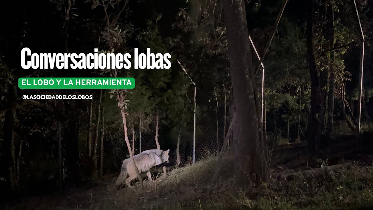 El lobo y la herramienta. Conversaciones lobas (01). La Sociedad de los Lobos