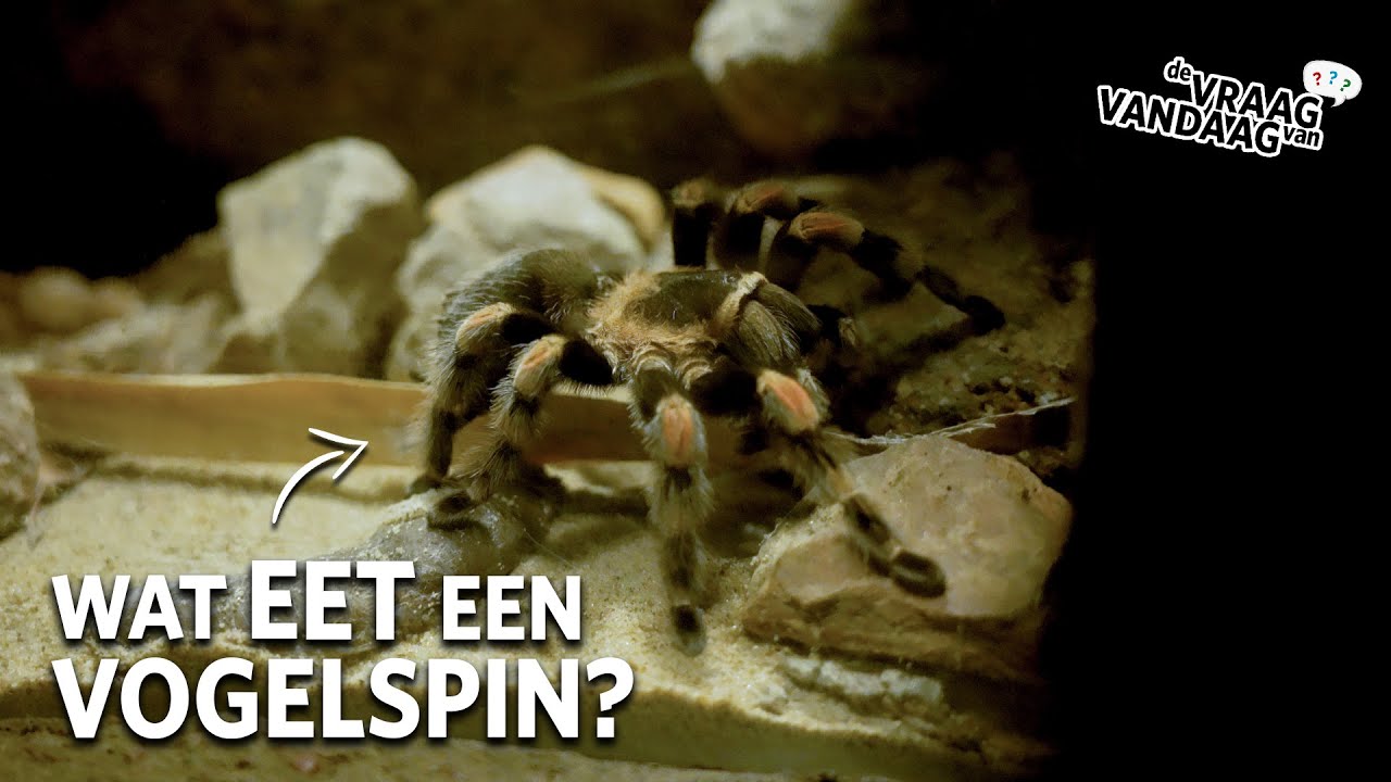 Wat EET een VOGELSPIN? 🕷 | De Vraag Van Vandaag