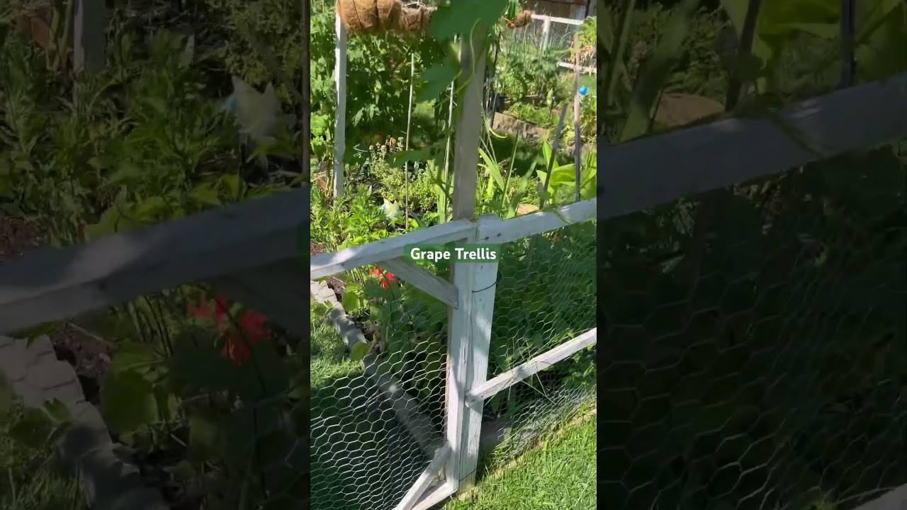 Fairytale Garden: Grape Trellis #gardenparadise #fairytale #grapetrellis