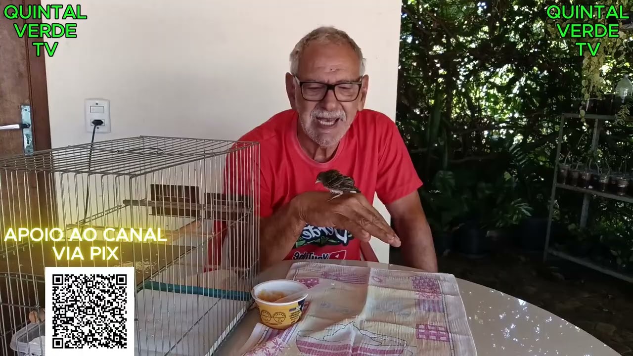 PASSARO RESGATADO NA NATUREZA Vídeo 1584