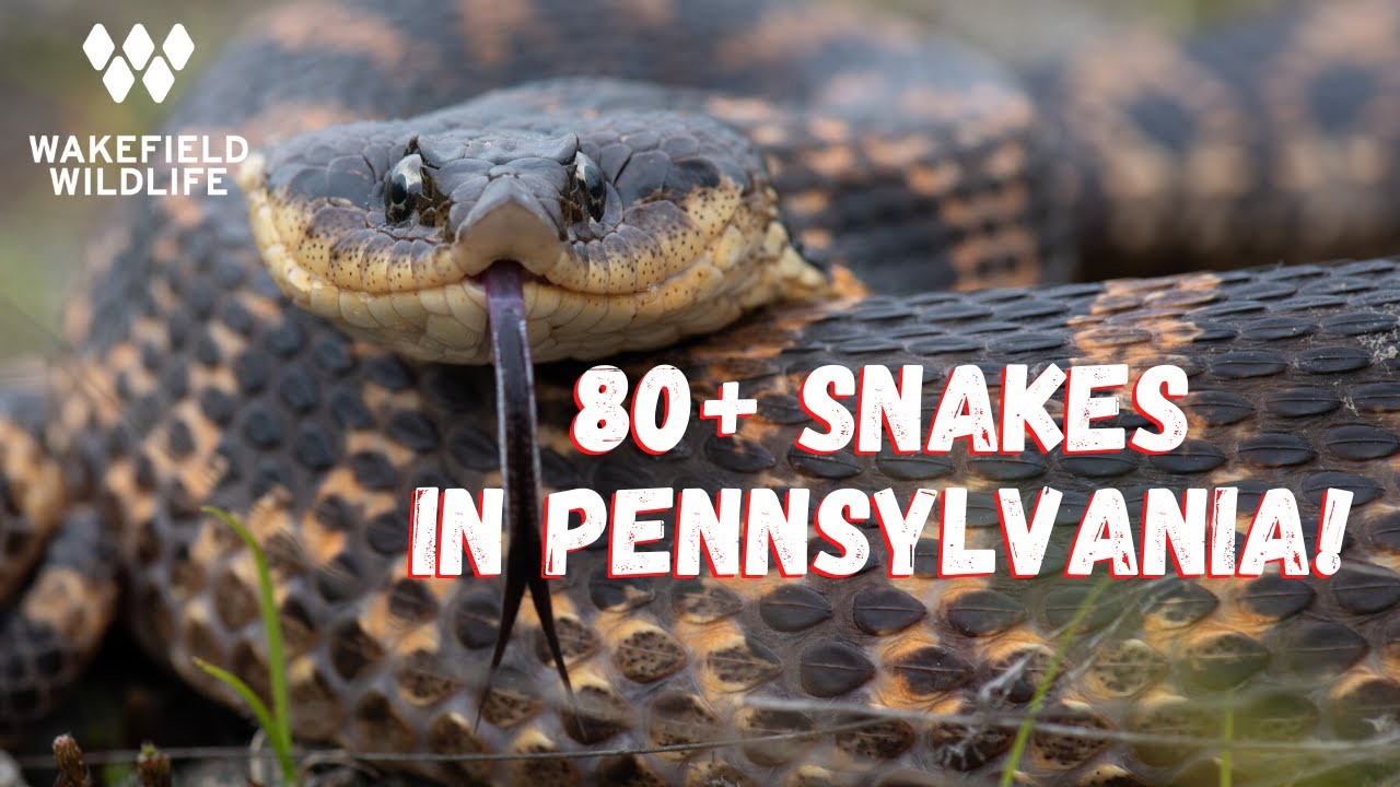 84. День змей! Поиск рептилий в Пенсильвании, часть 1.