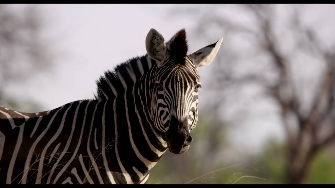 Macatoo Camp - Botswana