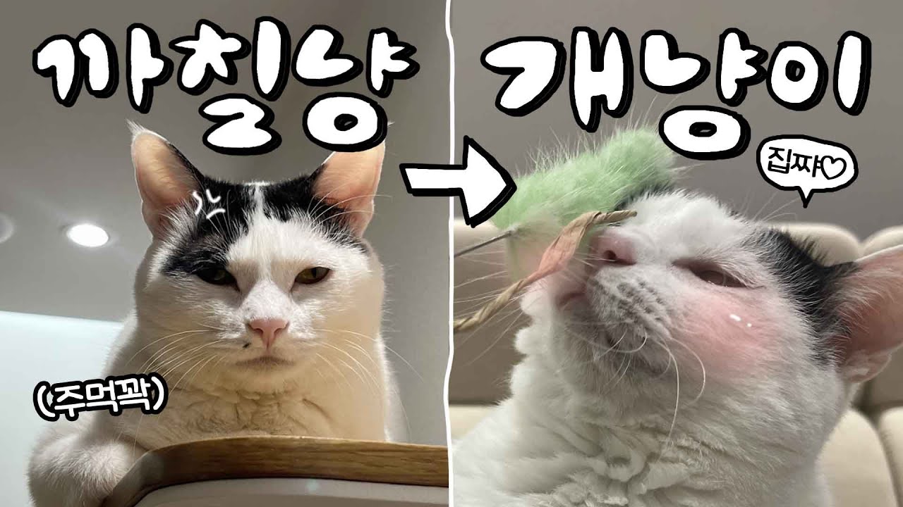 사나운 고양이를 개냥이로 만드는 가장 쉬운 방법 (feat. 수의사)