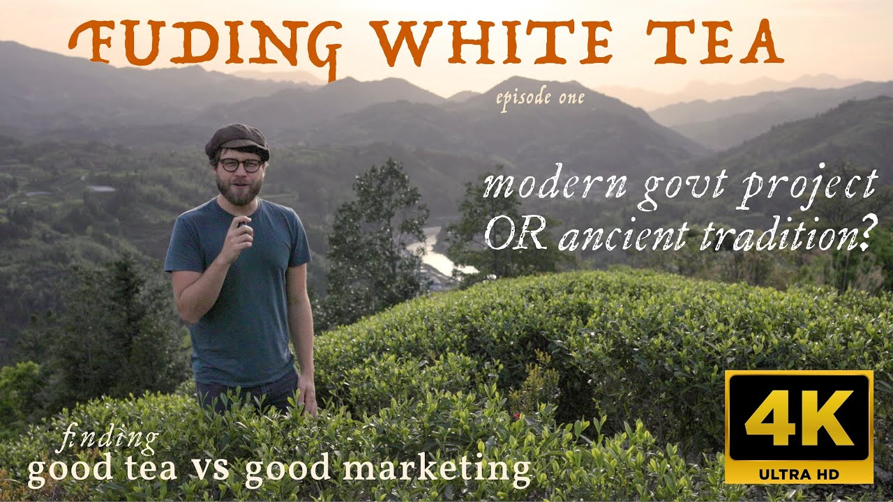 Fuding White Tea Unfiltered | CHINA SOURCING TRIP