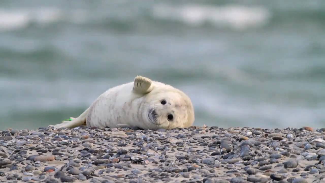 Kegelrobbe - Gray Seal - Halichoerus grypus