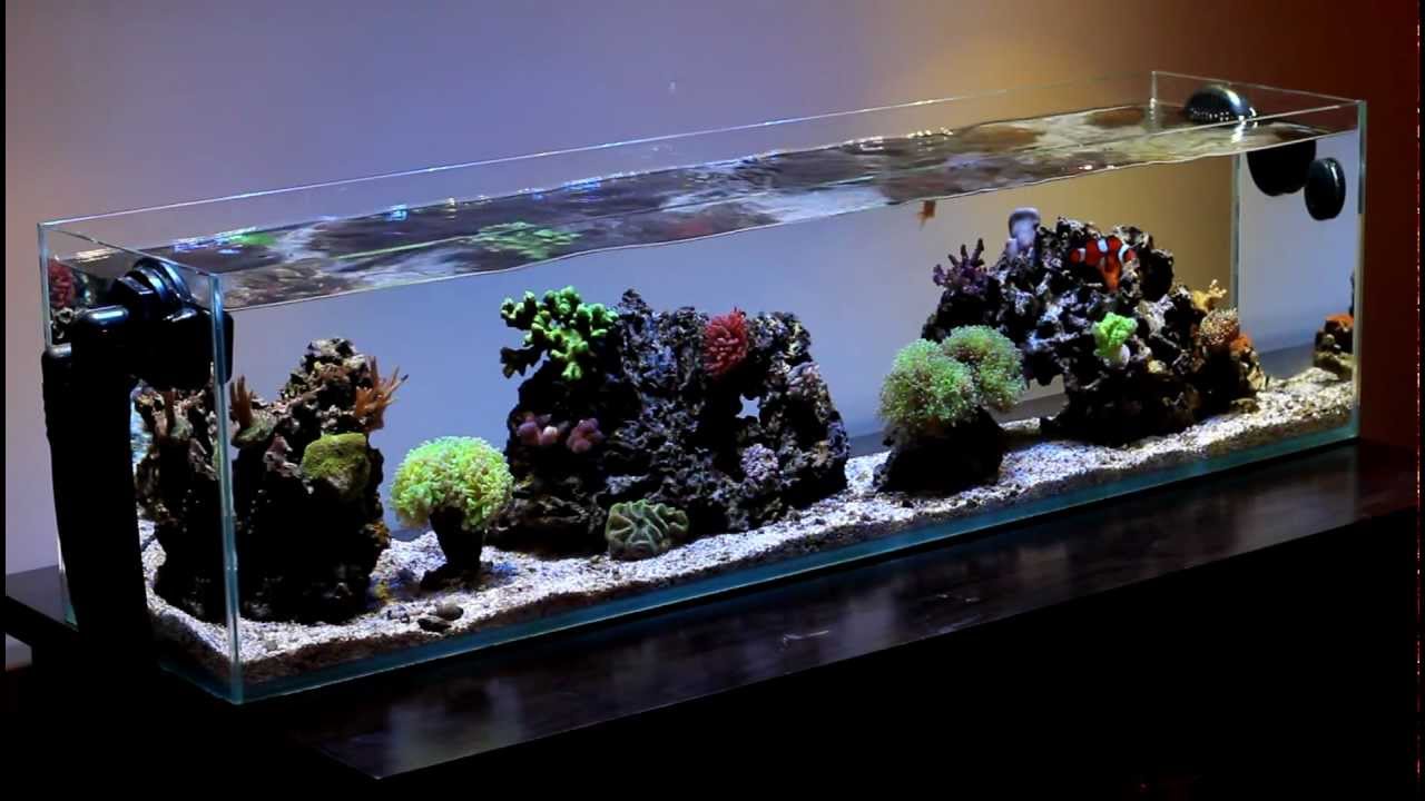 Mr Aqua 12 Gallon Long Nano - Day 306
