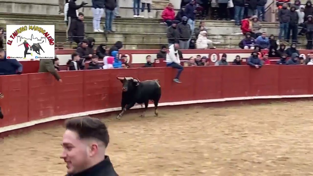 Toro de las Angustias, Arévalo (AV) 7/2/26