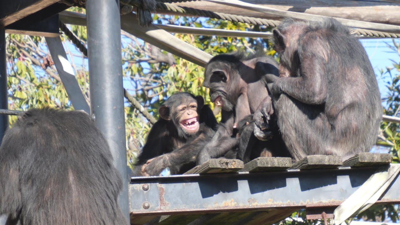 悪戯っ子チヨちゃん怒られる、それでもみんなに愛される　かみね動物園　チンパンジー　202601