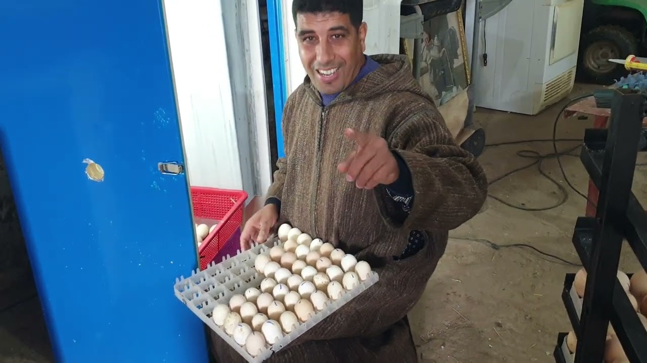 قلب البيض من الرفوف إلى شبك التفقيس