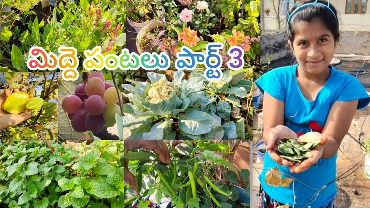 Terrace garden part 3