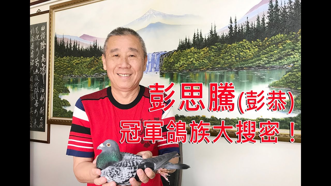 新竹彭思騰（彭恭）冠軍鴿族大搜密！！