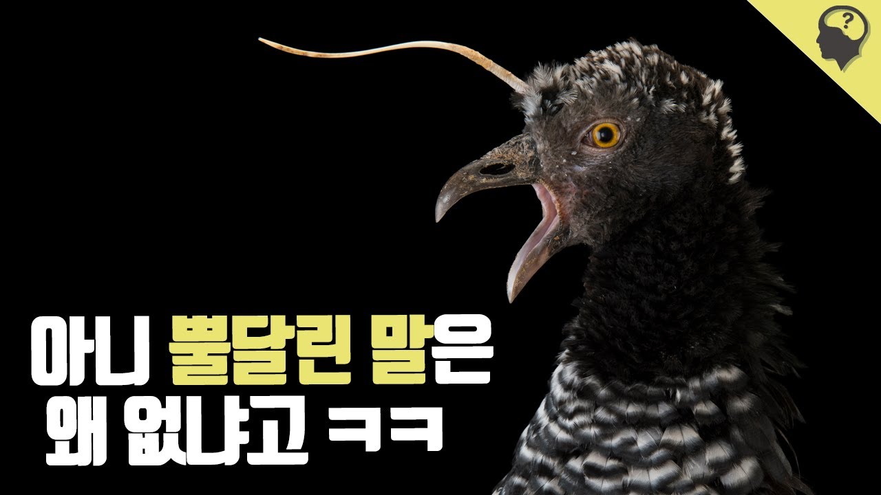 지구상에서 유일하게 뿔이 달린 새 '뿔떠들썩오리' 이야기