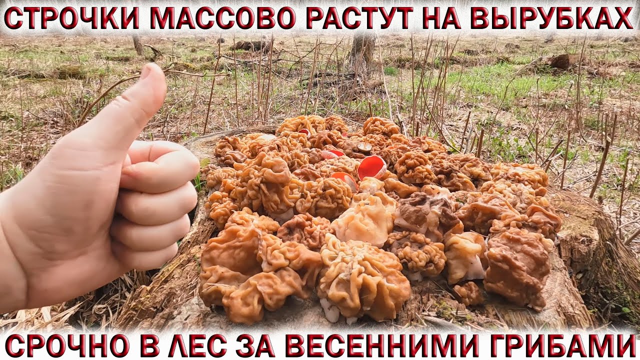❗ГРИБЫ СТРОЧКИ МАССОВО РАСТУТ НА ВЫРУБКАХ.👉В ЛЕС НА МАЙСКИЕ ПРАЗДНИКИ ЗА ВЕСЕННИМИ ГРИБАМИ🍄