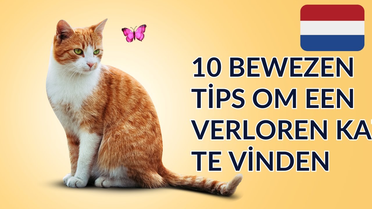 HOE VIND JE EEN VERLOREN KAT?