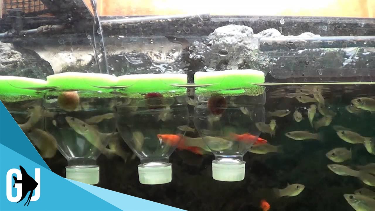 #183: How To: DIY Floating Feeding Cone for 6 Cents! - DIY Wednesday