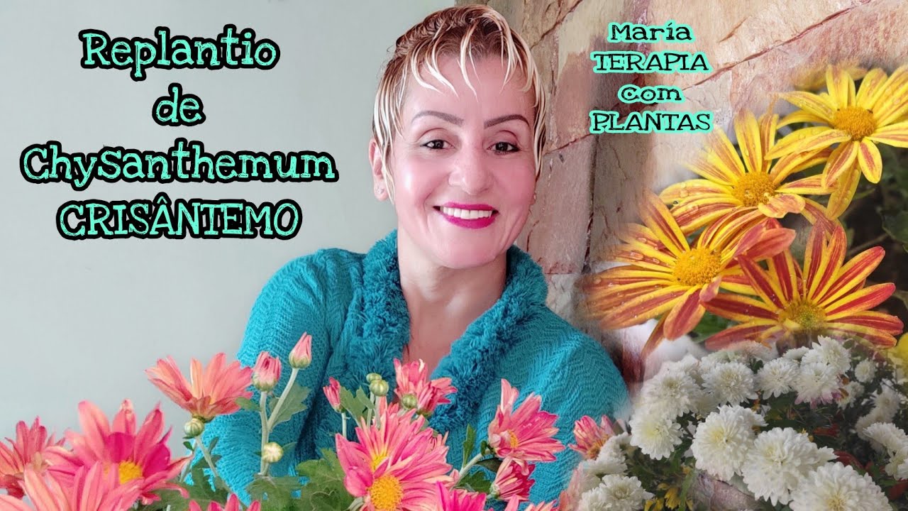 Replante de Chysanthemum (Cris&acirc;ntemo) com sucesso