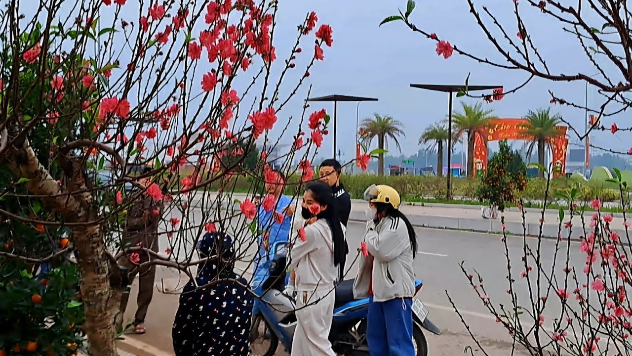 Ngày 28 tết bán hết quất.