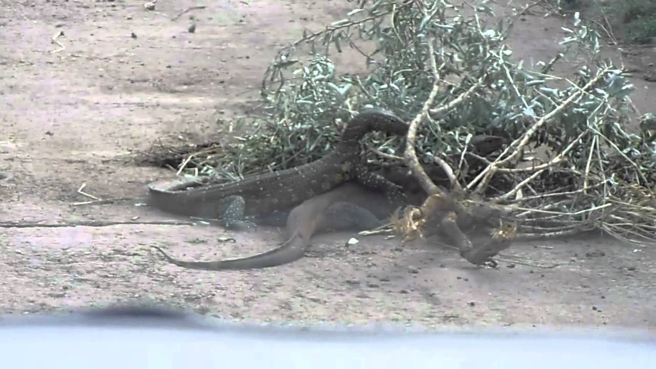 Krugerpark, vechtende varanen