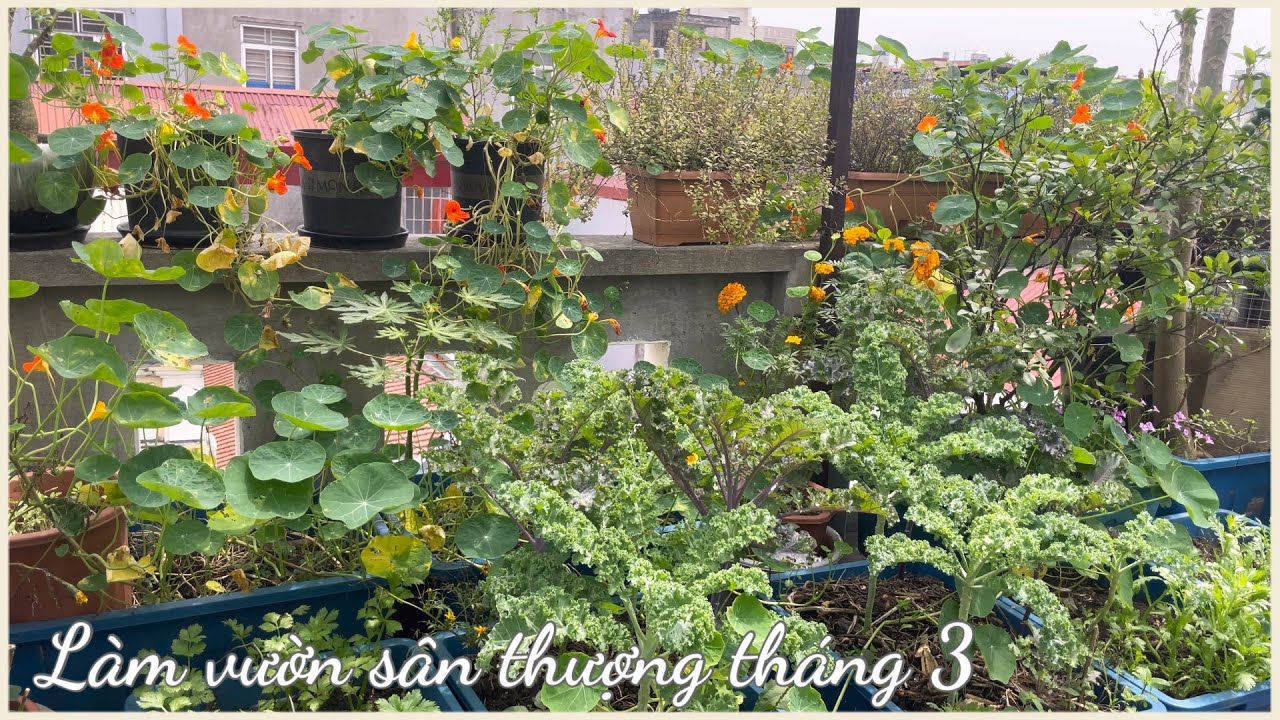 112 TRỒNG RAU SÂN THƯỢNG tháng 3 part 2, trồng rau vụ hè nối vụ đông, thu hoạch, làm đất