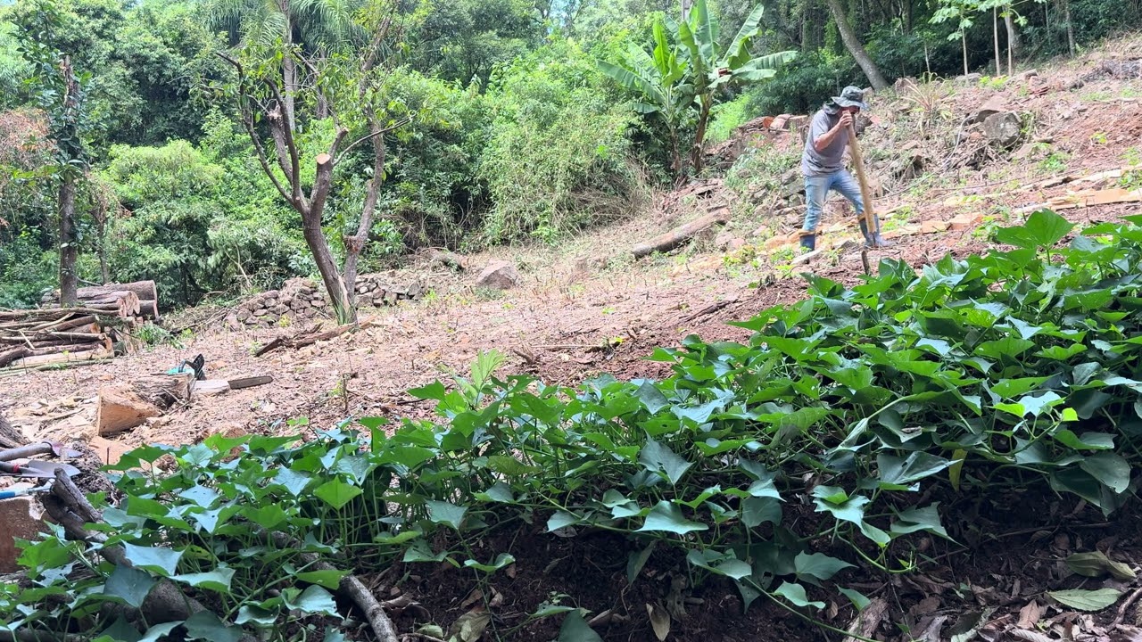 Bora plantar milho,enquanto dormimos os milhos crescem🌽