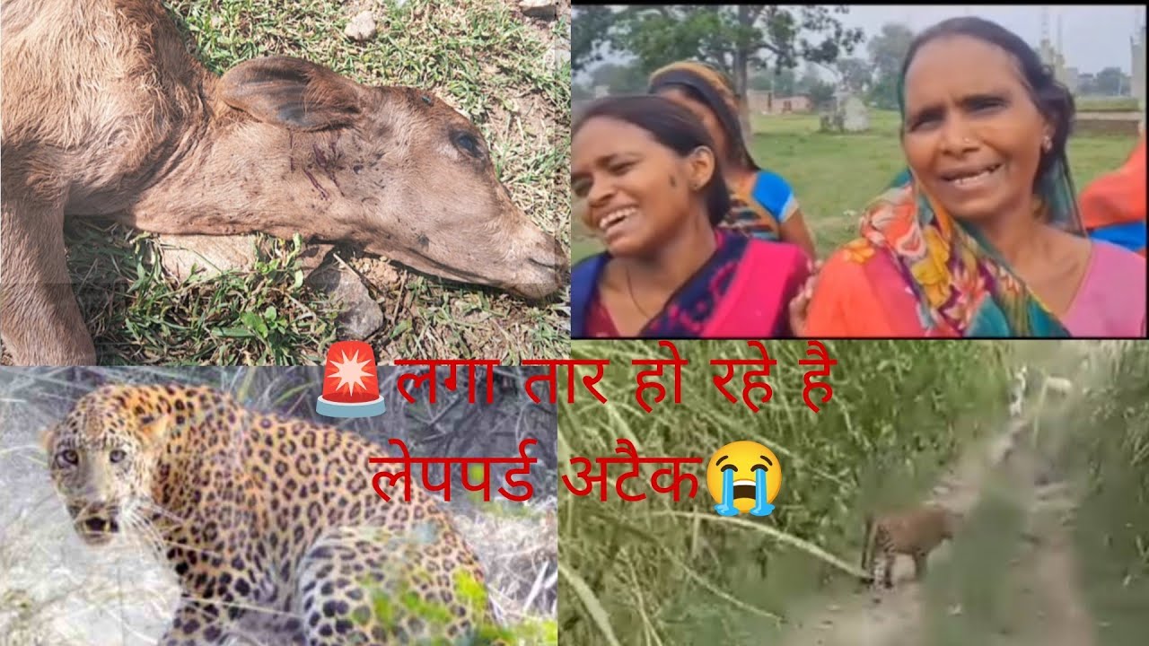 Alert🚨5 साल की बच्ची को तेंदुआ ले गया😭Leopard Attack Village Girl Tiger Attack village wildlife vlog