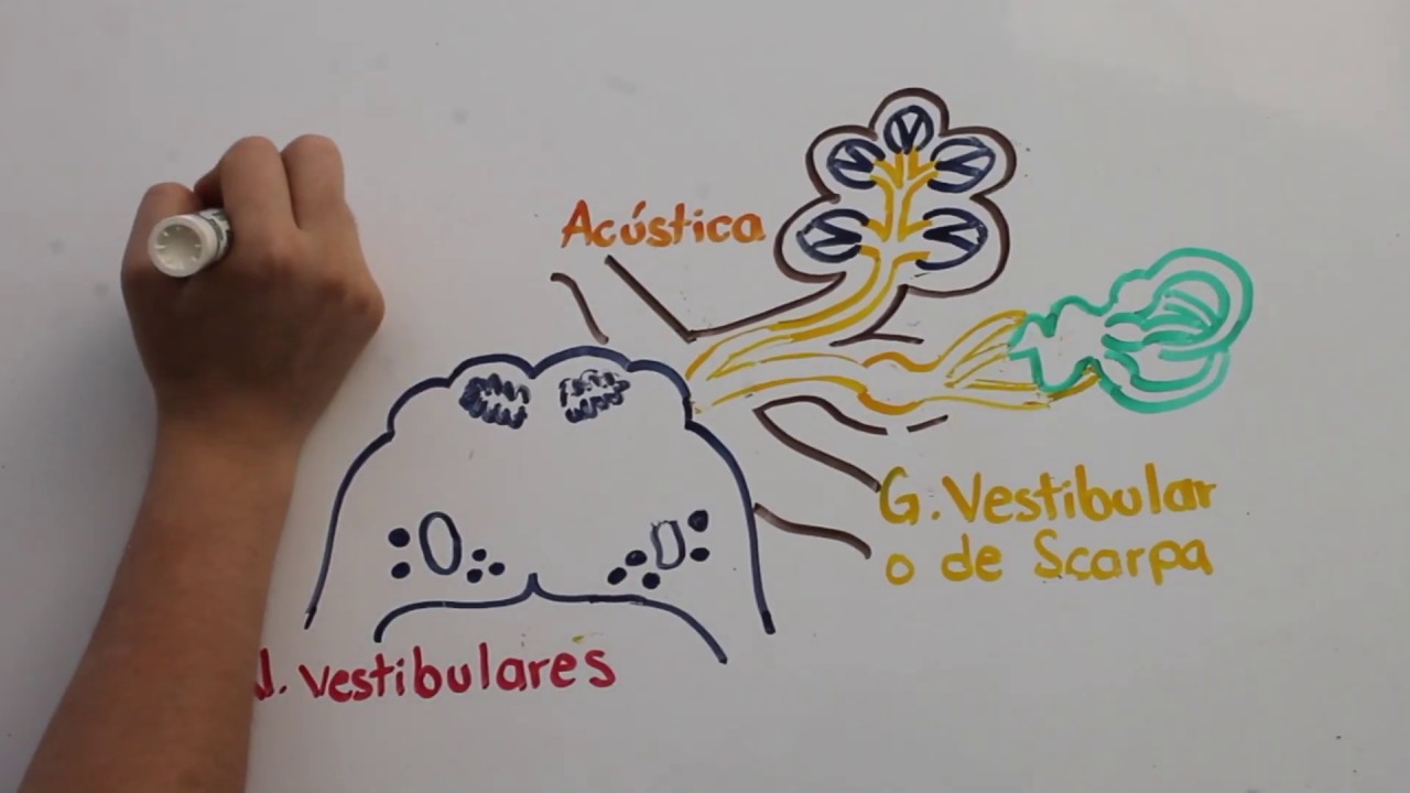 VIII PAR CRANEAL. NERVIO VESTIBULOCOCLEAR