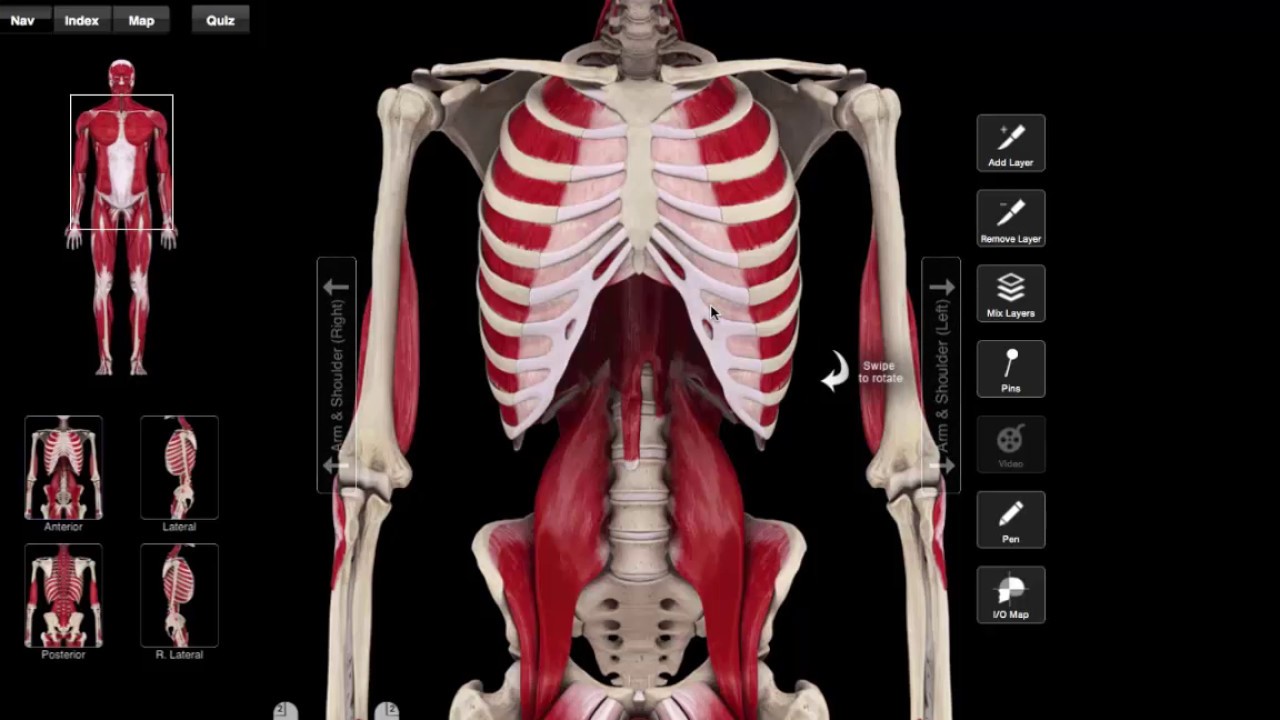 Wat is een gekneusde rib en hoe kan dit het beste genezen?