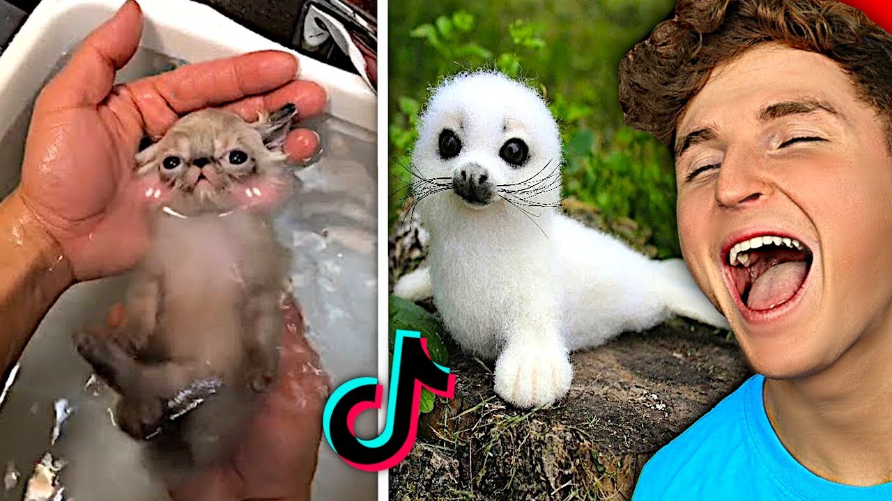 Try Not To Say AWW Challenge.. (TIKTOK EDITION)