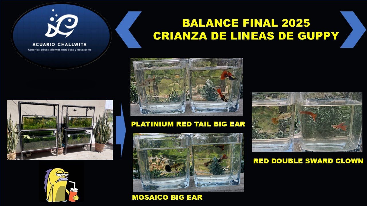CRIANZA DE LINEAS DE GUPPY - BALANCE FINAL 2025 - ACUARIO CHALLWITA