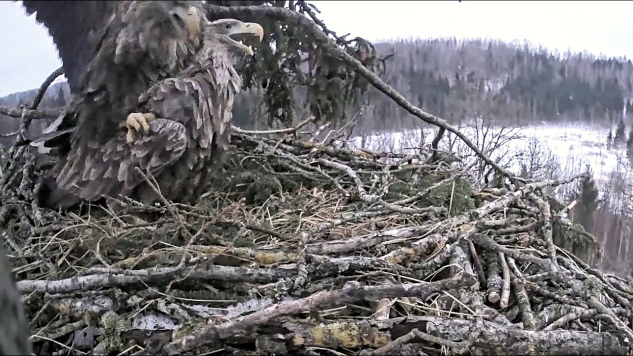 Jūras ērgļis~ Zooro wasn't carefully enough this morning, it ended well☺️~7:07 AM 2026/02/27