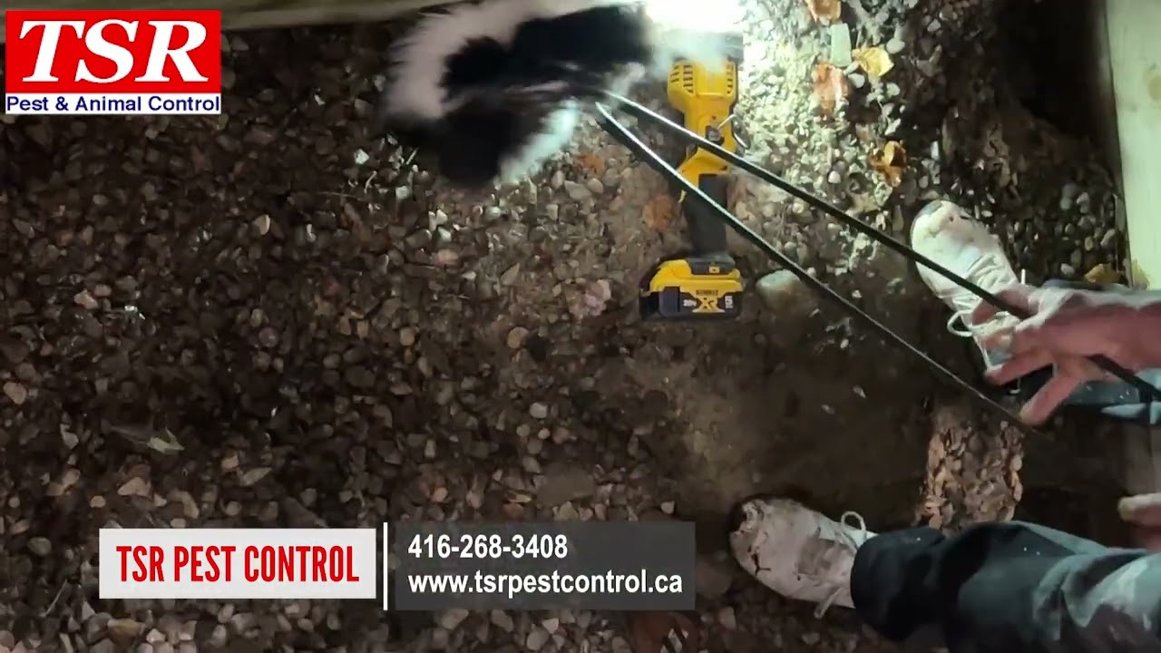 TSR Pest Control Same-Day Skunk Removal in Toronto